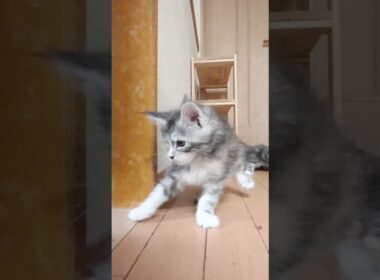 メインクーンの赤ちゃんたち外の世界2日目