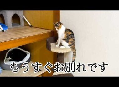 巣立っていく子猫と過ごす