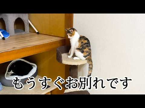 巣立っていく子猫と過ごす