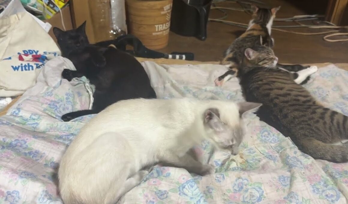 シッポで、リズムを取り合いながら、じゃれあうシャム雫と黒猫の黒夢　ルル、ミックス