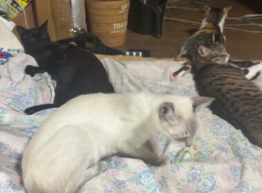 シッポで、リズムを取り合いながら、じゃれあうシャム雫と黒猫の黒夢　ルル、ミックス