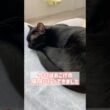 おつかれ黒猫ボンベイ　#cat #ねこ #ねこのいる暮らし #ねこのいる生活 #ねこ動画 #猫 #猫好きさんと繋がりたい #かわいい #病院 #健康診断 #腎臓病
