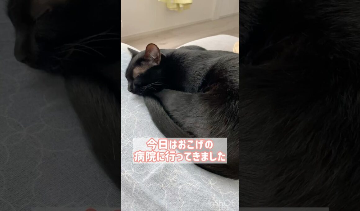 おつかれ黒猫ボンベイ　#cat #ねこ #ねこのいる暮らし #ねこのいる生活 #ねこ動画 #猫 #猫好きさんと繋がりたい #かわいい #病院 #健康診断 #腎臓病