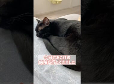 おつかれ黒猫ボンベイ　#cat #ねこ #ねこのいる暮らし #ねこのいる生活 #ねこ動画 #猫 #猫好きさんと繋がりたい #かわいい #病院 #健康診断 #腎臓病