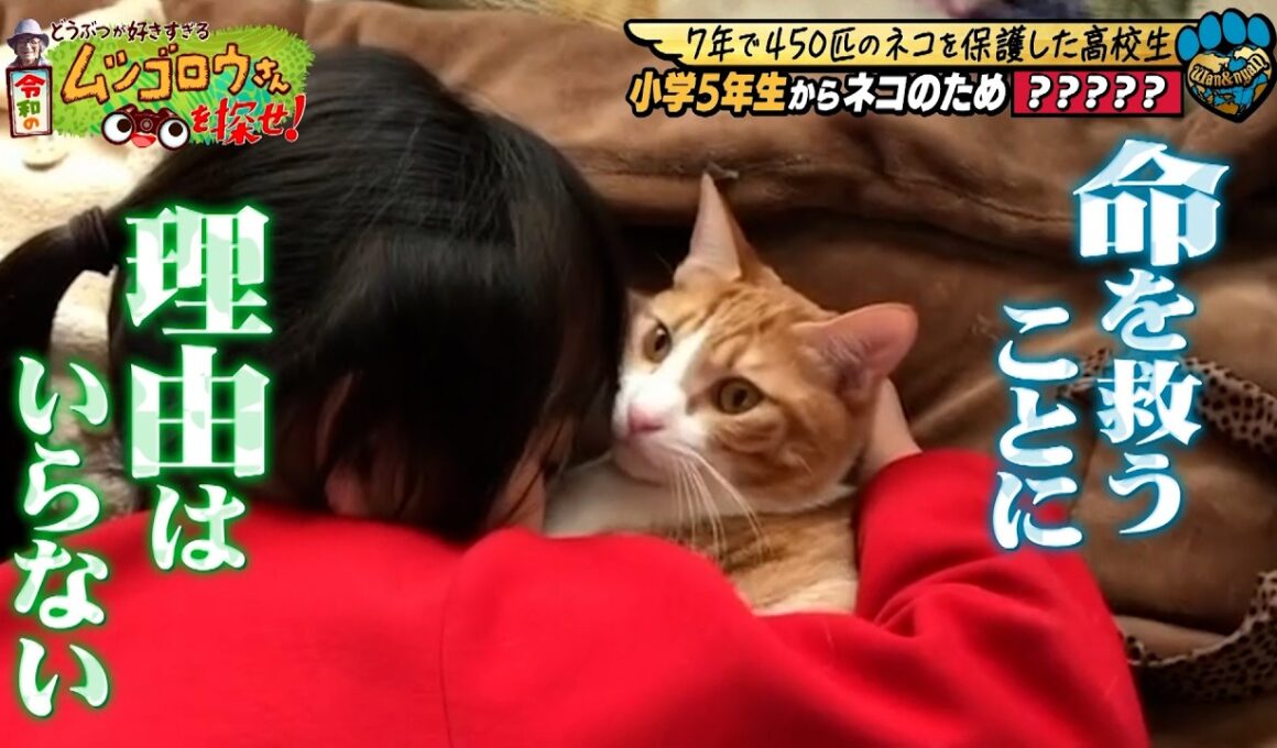 【7年間で450匹】小学5年生から猫の保護を行う高校生に密着【保護猫】