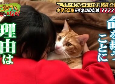 【7年間で450匹】小学5年生から猫の保護を行う高校生に密着【保護猫】