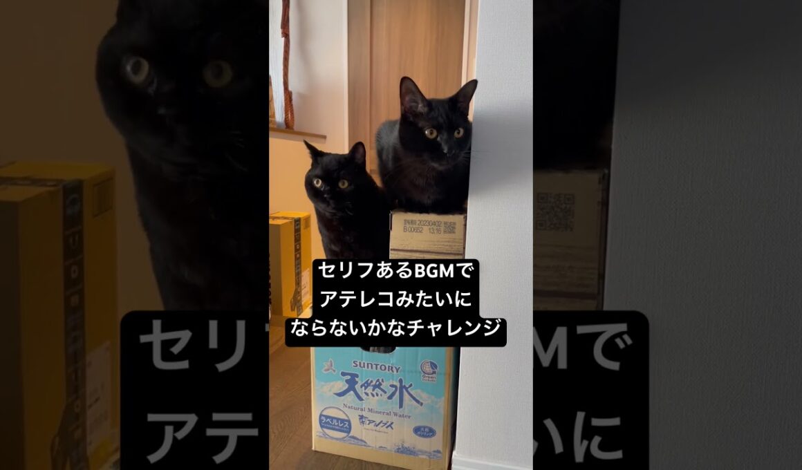 アテレコ #cat #猫のいる暮らし #ボンベイ