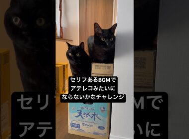 アテレコ #cat #猫のいる暮らし #ボンベイ