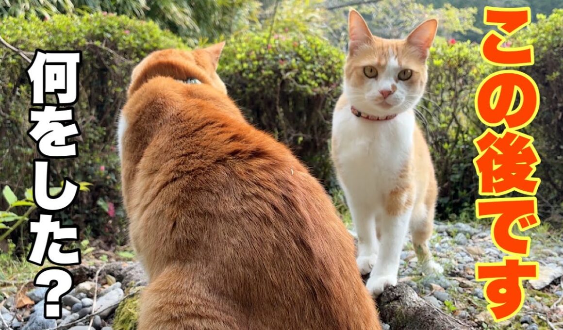 4年ぶり…子猫の頃に捨てられた場所に戻ってきた妹の姿に涙