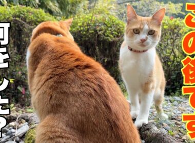 4年ぶり…子猫の頃に捨てられた場所に戻ってきた妹の姿に涙