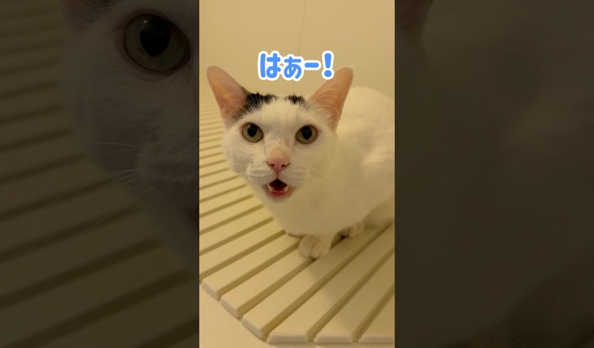 お風呂で保湿してたチロさん！ #shorts