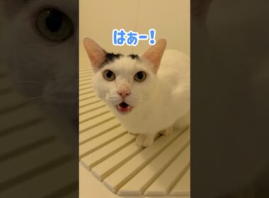 お風呂で保湿してたチロさん！ #shorts