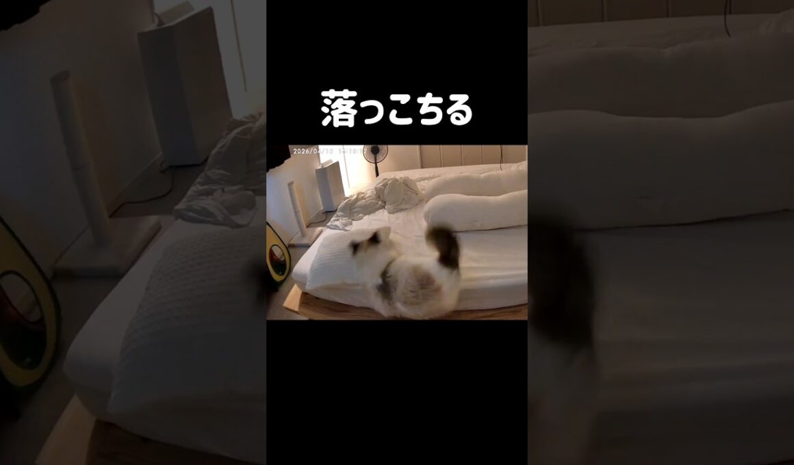 一旦抱っこして全身触診🤦🏻‍♀️ #shorts #猫 #ラグドール #甘えん坊猫 #もふもふ #猫のいる暮らし