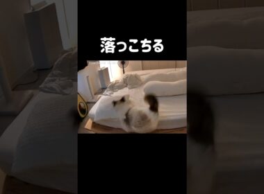 一旦抱っこして全身触診🤦🏻‍♀️ #shorts #猫 #ラグドール #甘えん坊猫 #もふもふ #猫のいる暮らし