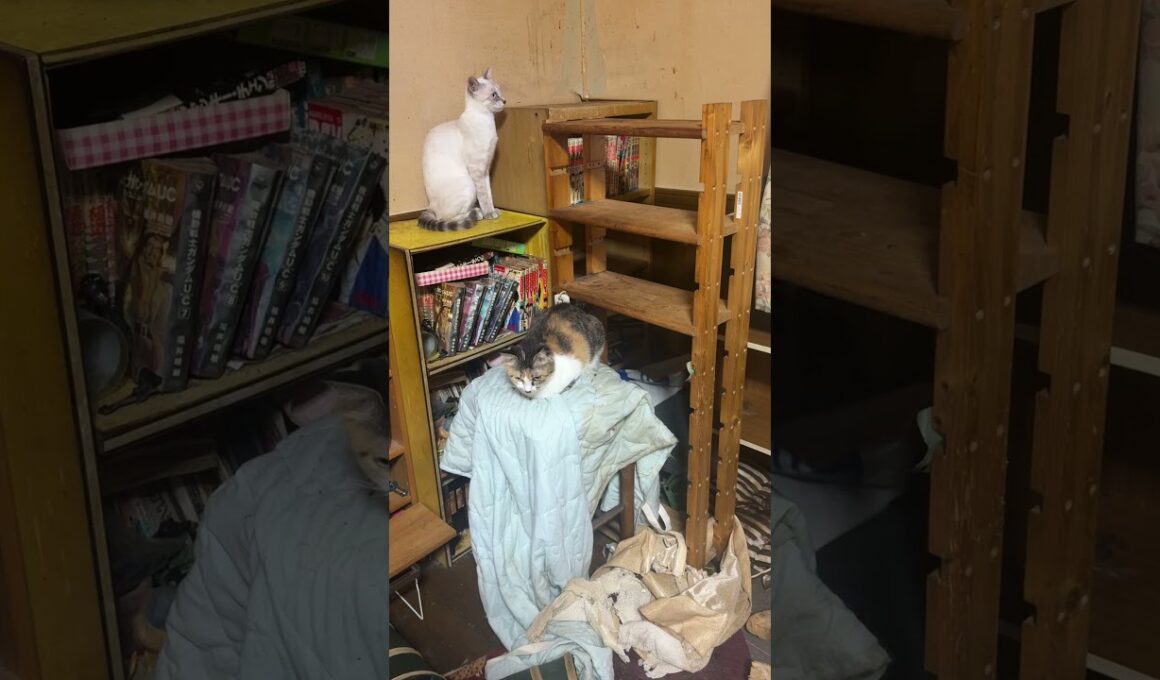 三毛猫ミックス、シャム雫「カーテンから、シッポだけ出してるネコは」