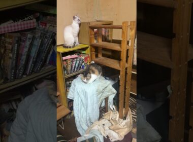 三毛猫ミックス、シャム雫「カーテンから、シッポだけ出してるネコは」