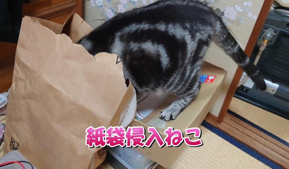急に始まる運動会の締め（アメリカンショートヘア）