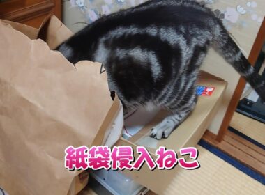 急に始まる運動会の締め（アメリカンショートヘア）