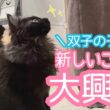 【双子保護猫】子猫達が新しいご飯に大興奮🐈‍⬛🐈‍⬛🍚✨