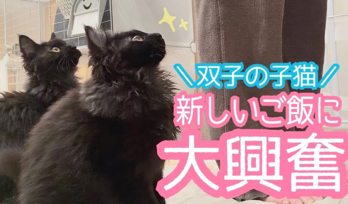 【双子保護猫】子猫達が新しいご飯に大興奮🐈‍⬛🐈‍⬛🍚✨