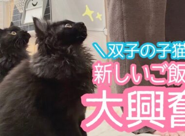 【双子保護猫】子猫達が新しいご飯に大興奮🐈‍⬛🐈‍⬛🍚✨