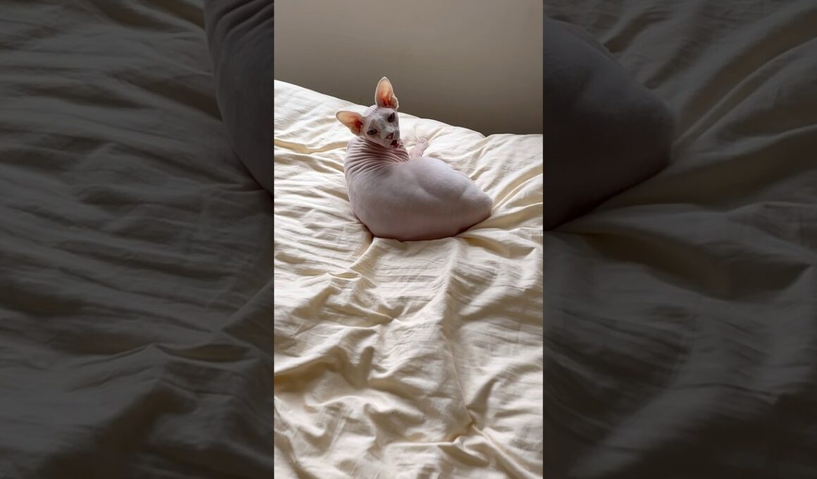 ママと5日ぶりの再会！続編。大人しいアレクサと鳴き止まない猫スルタン【スフィンクス】