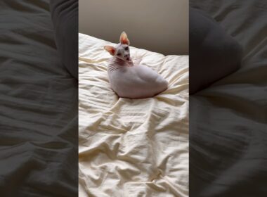 ママと5日ぶりの再会！続編。大人しいアレクサと鳴き止まない猫スルタン【スフィンクス】