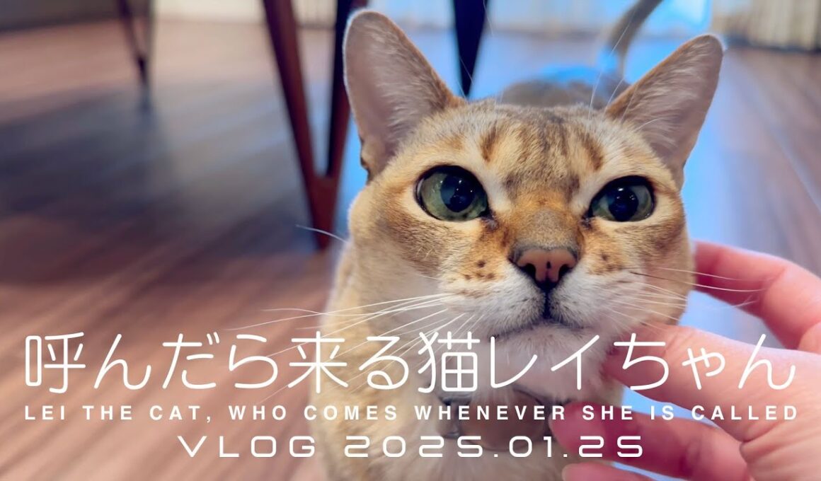 【VLOG 2025.01.25】呼んだら来る猫レイちゃん | Lei the cat, who comes whenever she is called【シンガプーラ】