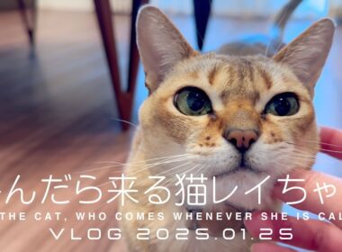 【VLOG 2025.01.25】呼んだら来る猫レイちゃん | Lei the cat, who comes whenever she is called【シンガプーラ】
