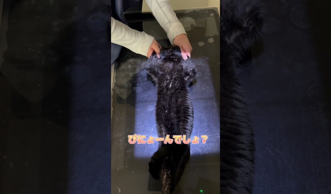 レントゲン後スリスリタイムをするボンベイ