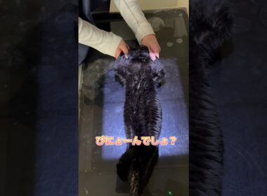 レントゲン後スリスリタイムをするボンベイ