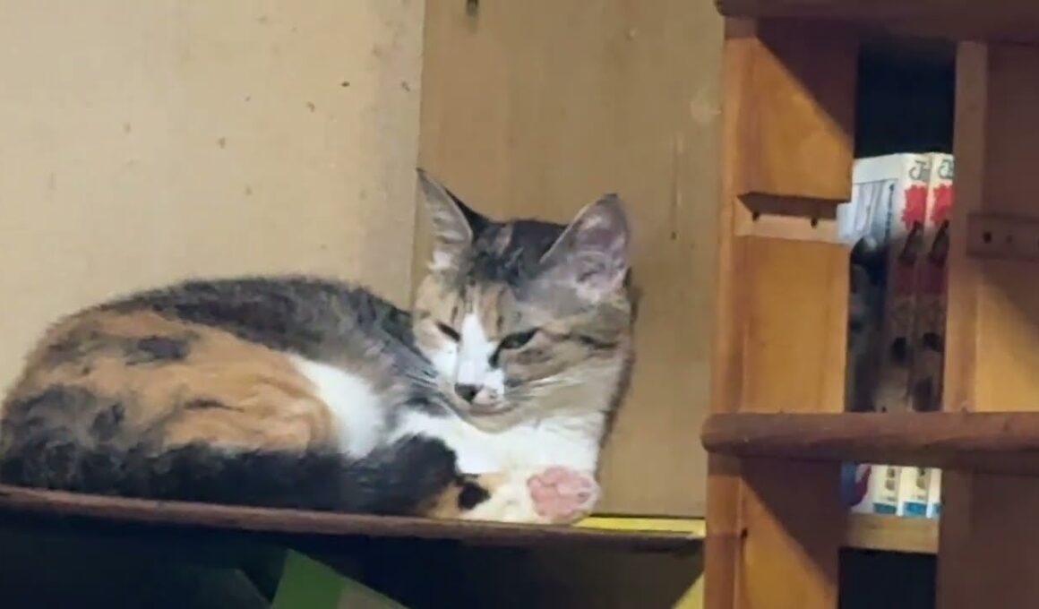 三毛猫ミックス、シャムのパンダ「黒猫の黒夢、表彰台1位の気分は」