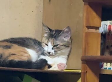 三毛猫ミックス、シャムのパンダ「黒猫の黒夢、表彰台1位の気分は」