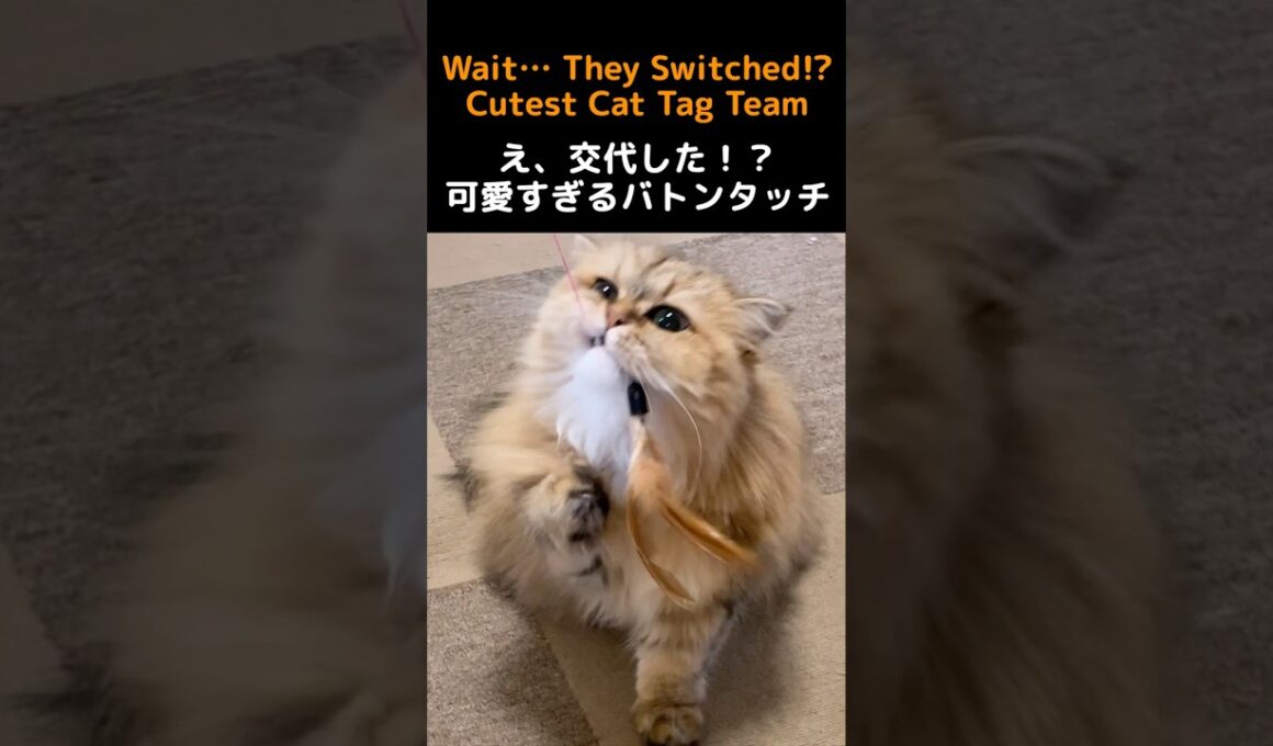 猫じゃらしでまさかの交代⁉️ペルシャ猫の可愛すぎる連携🐈‍⬛#猫 #ペルシャ猫 #猫動画 #かわいい猫 #癒し #猫のいる暮らし #猫じゃらし #仲良し猫 #猫ショート #動物動画