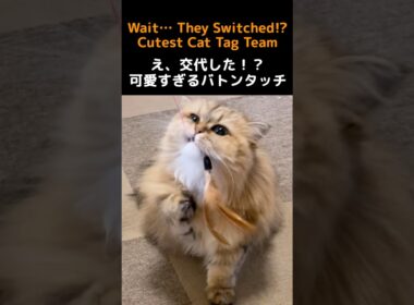 猫じゃらしでまさかの交代⁉️ペルシャ猫の可愛すぎる連携🐈‍⬛#猫 #ペルシャ猫 #猫動画 #かわいい猫 #癒し #猫のいる暮らし #猫じゃらし #仲良し猫 #猫ショート #動物動画