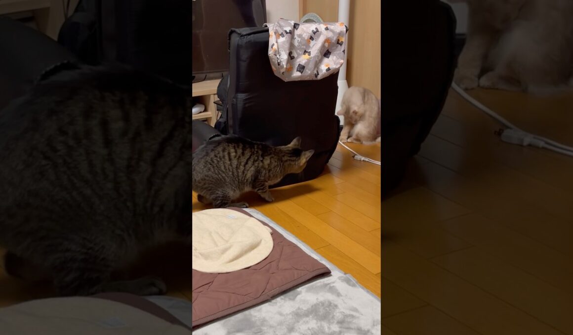 不意打ち猫　#shorts #キジトラ#ソマリ#猫