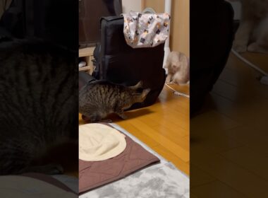 不意打ち猫　#shorts #キジトラ#ソマリ#猫