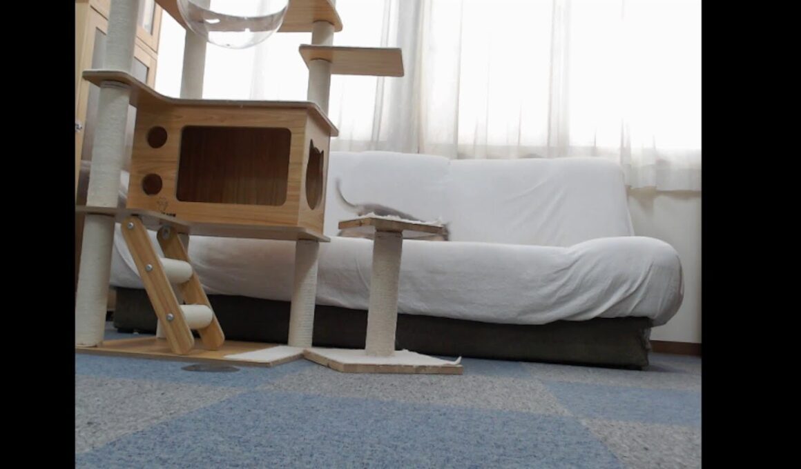 ソマリの部屋【２０２６年１月１３日生まれ】