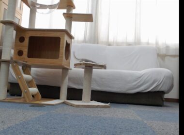 ソマリの部屋【２０２６年１月１３日生まれ】