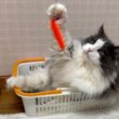 【カワイイ】最年長シャールは、カゴに入りながらのんびり遊ぶ❤︎ノルウェージャンフォレストキャットとターキッシュアンゴラ