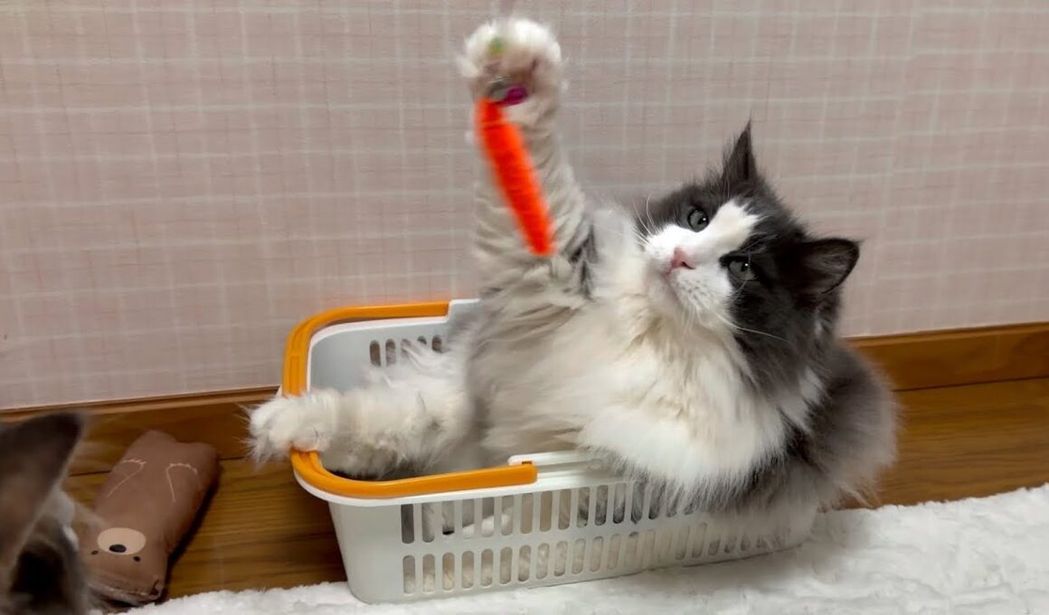 【カワイイ】最年長シャールは、カゴに入りながらのんびり遊ぶ❤︎ノルウェージャンフォレストキャットとターキッシュアンゴラ