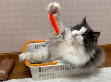 【カワイイ】最年長シャールは、カゴに入りながらのんびり遊ぶ❤︎ノルウェージャンフォレストキャットとターキッシュアンゴラ