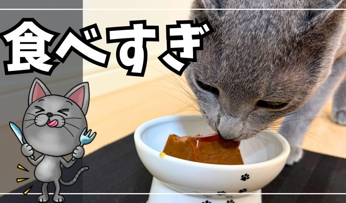 この猫、食べすぎです