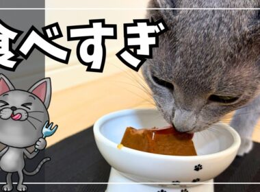 この猫、食べすぎです