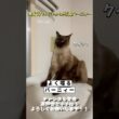 【世界一可愛いシャムMIX】よく喋るバーニィー #保護猫 #しゃむねこ #猫のいる暮らし #猫好きさんと繋がりたい #cat #猫のいる生活