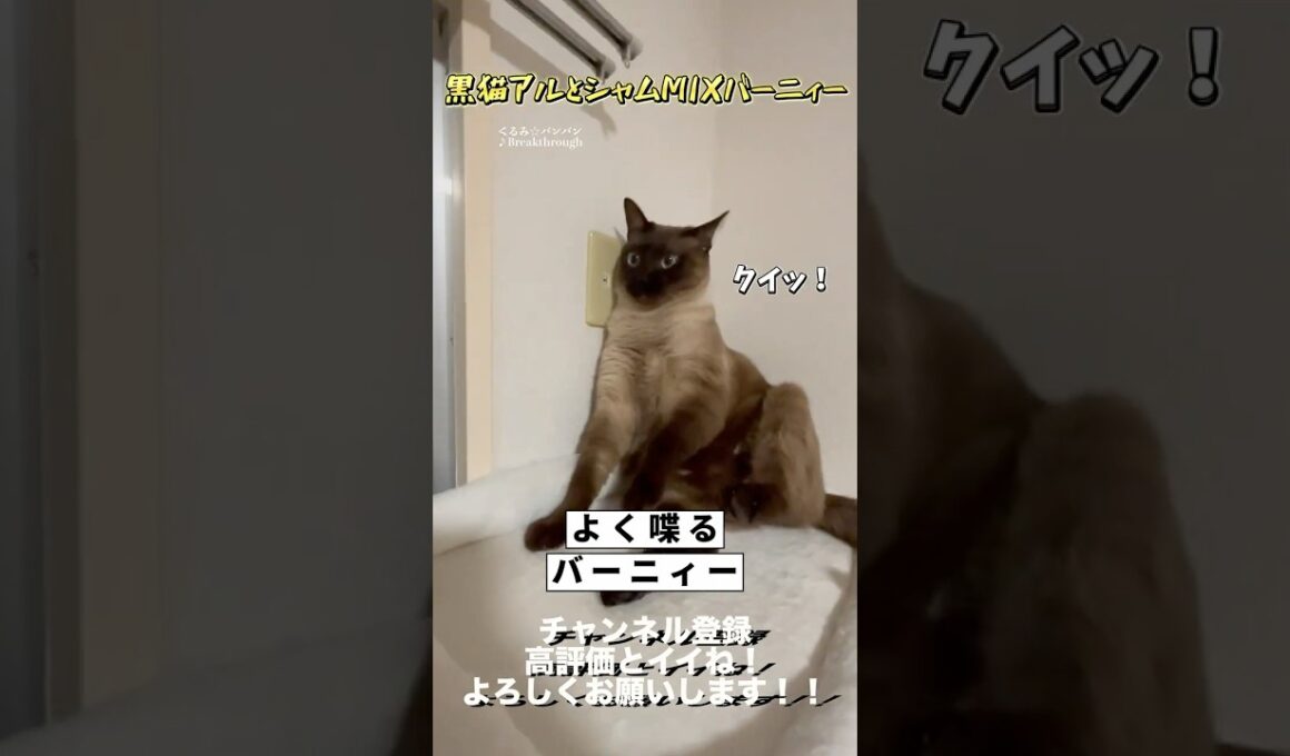 【世界一可愛いシャムMIX】よく喋るバーニィー #保護猫 #しゃむねこ #猫のいる暮らし #猫好きさんと繋がりたい #cat #猫のいる生活