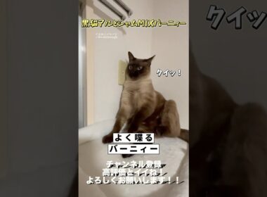 【世界一可愛いシャムMIX】よく喋るバーニィー #保護猫 #しゃむねこ #猫のいる暮らし #猫好きさんと繋がりたい #cat #猫のいる生活