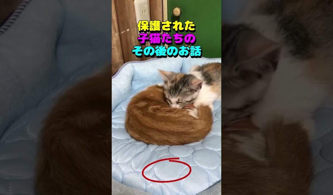 保護された子猫たちのその後のお話　#猫 #子猫 #animalrescue