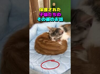 保護された子猫たちのその後のお話　#猫 #子猫 #animalrescue