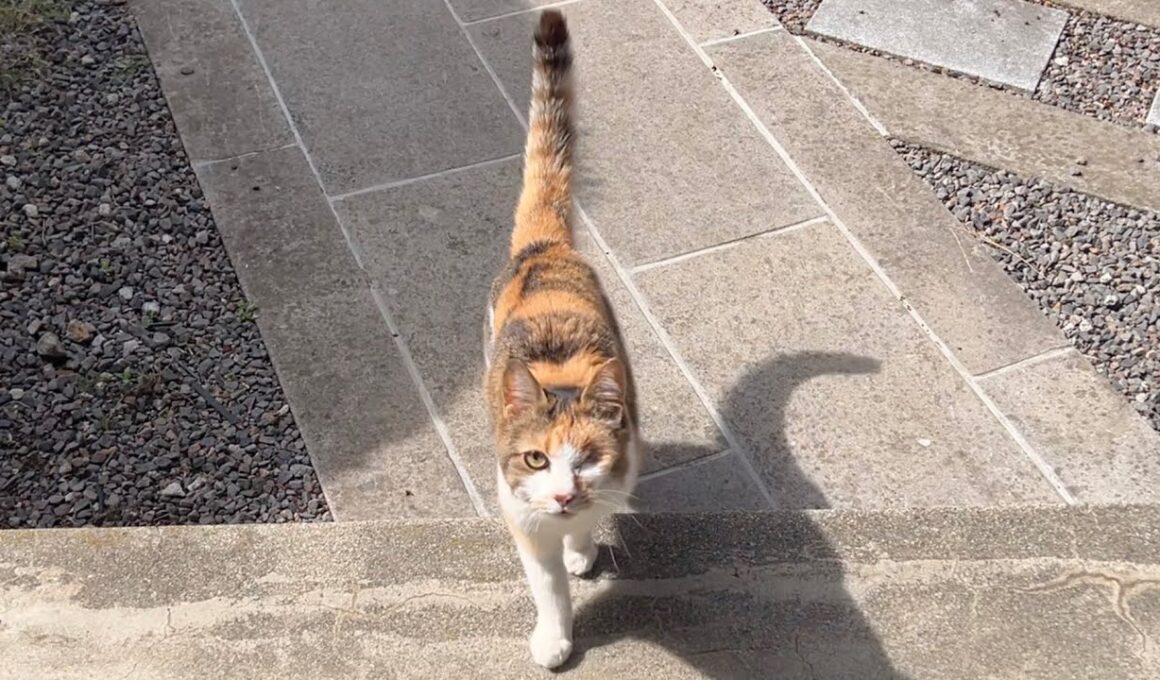 おねえちゃんお散歩行かないの？って迎えにきてくれるミー子が優しい！